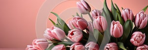 tulips on pink background, copy space Card for Mothers day, 8 March, Happy Easter. Waiting for spring