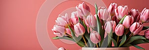 tulips on pink background, copy space Card for Mothers day, 8 March, Happy Easter. Waiting for spring