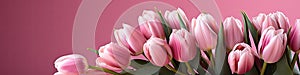 tulips on pink background, copy space Card for Mothers day, 8 March, Happy Easter. Waiting for spring