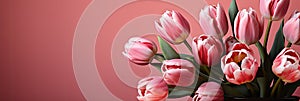 tulips on pink background, copy space Card for Mothers day, 8 March, Happy Easter. Waiting for spring