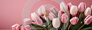 tulips on pink background, copy space Card for Mothers day, 8 March, Happy Easter. Waiting for spring