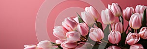 tulips on pink background, copy space Card for Mothers day, 8 March, Happy Easter. Waiting for spring