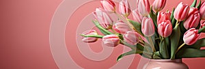 tulips on pink background, copy space Card for Mothers day, 8 March, Happy Easter. Waiting for spring