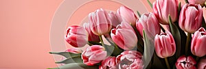 tulips on pink background, copy space Card for Mothers day, 8 March, Happy Easter. Waiting for spring