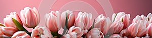 tulips on pink background, copy space Card for Mothers day, 8 March, Happy Easter. Waiting for spring