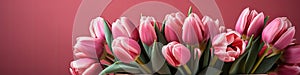 tulips on pink background, copy space Card for Mothers day, 8 March, Happy Easter. Waiting for spring