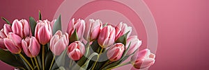 tulips on pink background, copy space Card for Mothers day, 8 March, Happy Easter. Waiting for spring