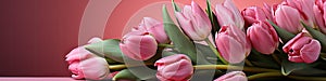 tulips on pink background, copy space Card for Mothers day, 8 March, Happy Easter. Waiting for spring