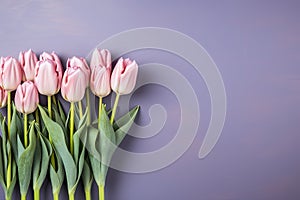 tulips on pink background, copy space Card for Mothers day, 8 March, Happy Easter. Waiting for spring