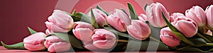 tulips on pink background, copy space Card for Mothers day, 8 March, Happy Easter. Waiting for spring