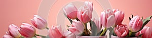 tulips on pink background, copy space Card for Mothers day, 8 March, Happy Easter. Waiting for spring