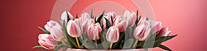 tulips on pink background, copy space Card for Mothers day, 8 March, Happy Easter. Waiting for spring