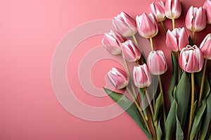 tulips on pink background, copy space Card for Mothers day, 8 March, Happy Easter. Waiting for spring