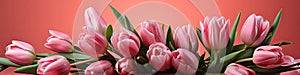 tulips on pink background, copy space Card for Mothers day, 8 March, Happy Easter. Waiting for spring