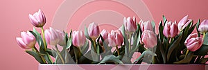 tulips on pink background, copy space Card for Mothers day, 8 March, Happy Easter. Waiting for spring