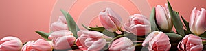 tulips on pink background, copy space Card for Mothers day, 8 March, Happy Easter. Waiting for spring