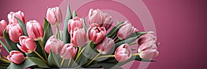 tulips on pink background, copy space Card for Mothers day, 8 March, Happy Easter. Waiting for spring