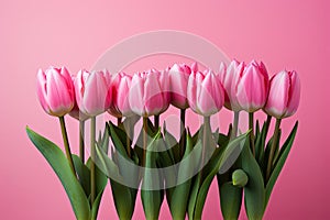 tulips on pink background, copy space Card for Mothers day, 8 March, Happy Easter. Waiting for spring