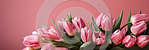 tulips on pink background, copy space Card for Mothers day, 8 March, Happy Easter. Waiting for spring