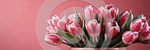 tulips on pink background, copy space Card for Mothers day, 8 March, Happy Easter. Waiting for spring