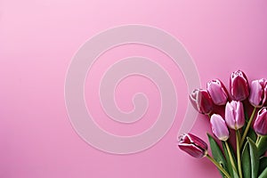 tulips on pink background, copy space Card for Mothers day, 8 March, Happy Easter. Waiting for spring