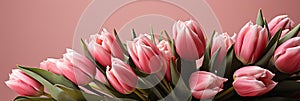 tulips on pink background, copy space Card for Mothers day, 8 March, Happy Easter. Waiting for spring