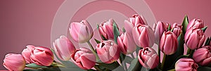 tulips on pink background, copy space Card for Mothers day, 8 March, Happy Easter. Waiting for spring