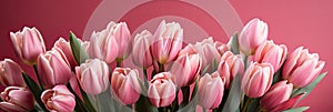 tulips on pink background, copy space Card for Mothers day, 8 March, Happy Easter. Waiting for spring