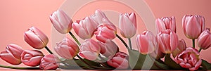 tulips on pink background, copy space Card for Mothers day, 8 March, Happy Easter. Waiting for spring