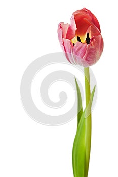 Tulips Pink Tulip Flowers Isolated