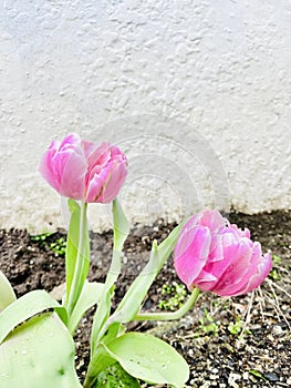 Tulips planted in fertile soil.