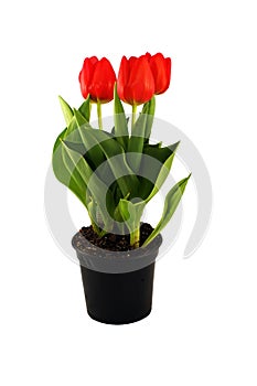 Tulips in the pot