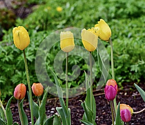 Tulips in the Rain #3