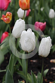 Tulips with rain drops in all colors