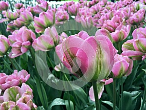 Tulips with raindrop photo