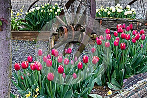 Tulips in raised beds with old wagon wheel with yellow lillies