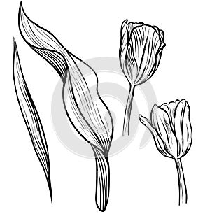 Tulips, realistic black and white drawing. A set for the design of postcards. Flowers are fashionable. Vector sketch.