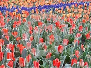 tulips red  blue landscape depth field profundity