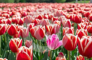 tulips red pink and white field during sping sunny day