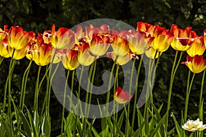 Tulips photo