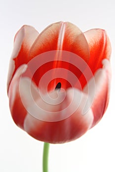 Tulips Red and White