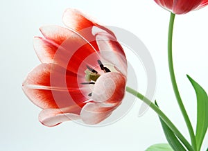 Tulips Red and White