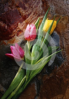 Tulips and rock