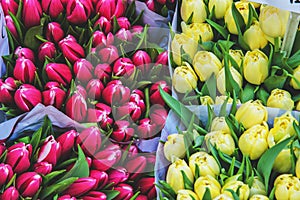 Tulips and it`s power over humans photo