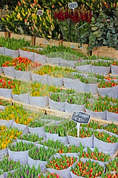 Tulips for sale in the flower market, Amsterdam