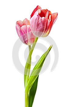 Tulips Salmon Pink Red Orange Tulip Flowers Isolated