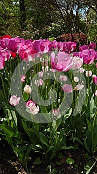 Tulips season - blooming tulip flowers at the Botanical garden in Bucharest