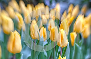 Tulips in selective focus