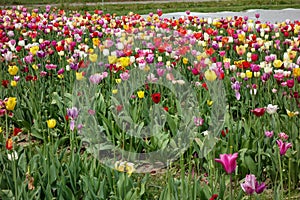 Tulips  for self cutting on a field in Germany