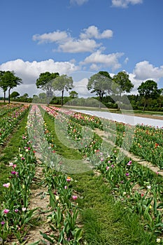 Tulips  for self cutting on a field in Germany